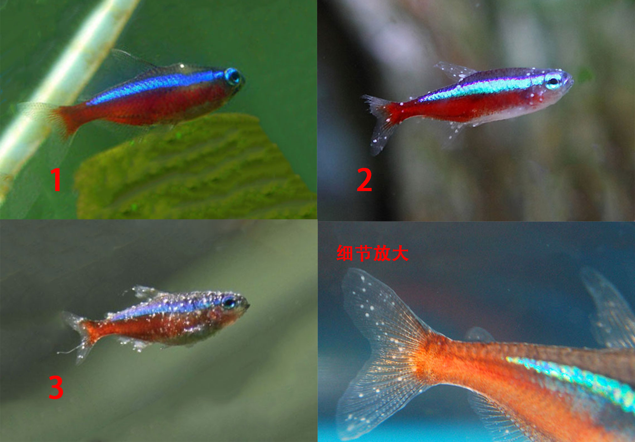 海水鱼白点病和淡水鱼白点病区别,白点病鱼严重了是什么样子