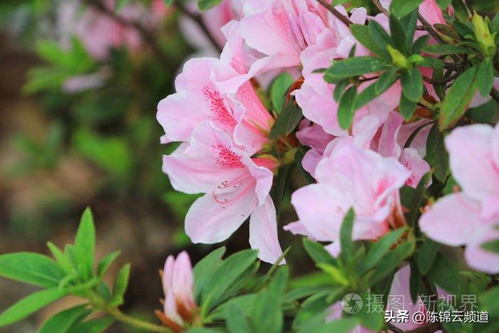 关于重阳节春节清明节的古诗,清明节积累关于传统节日的古诗词