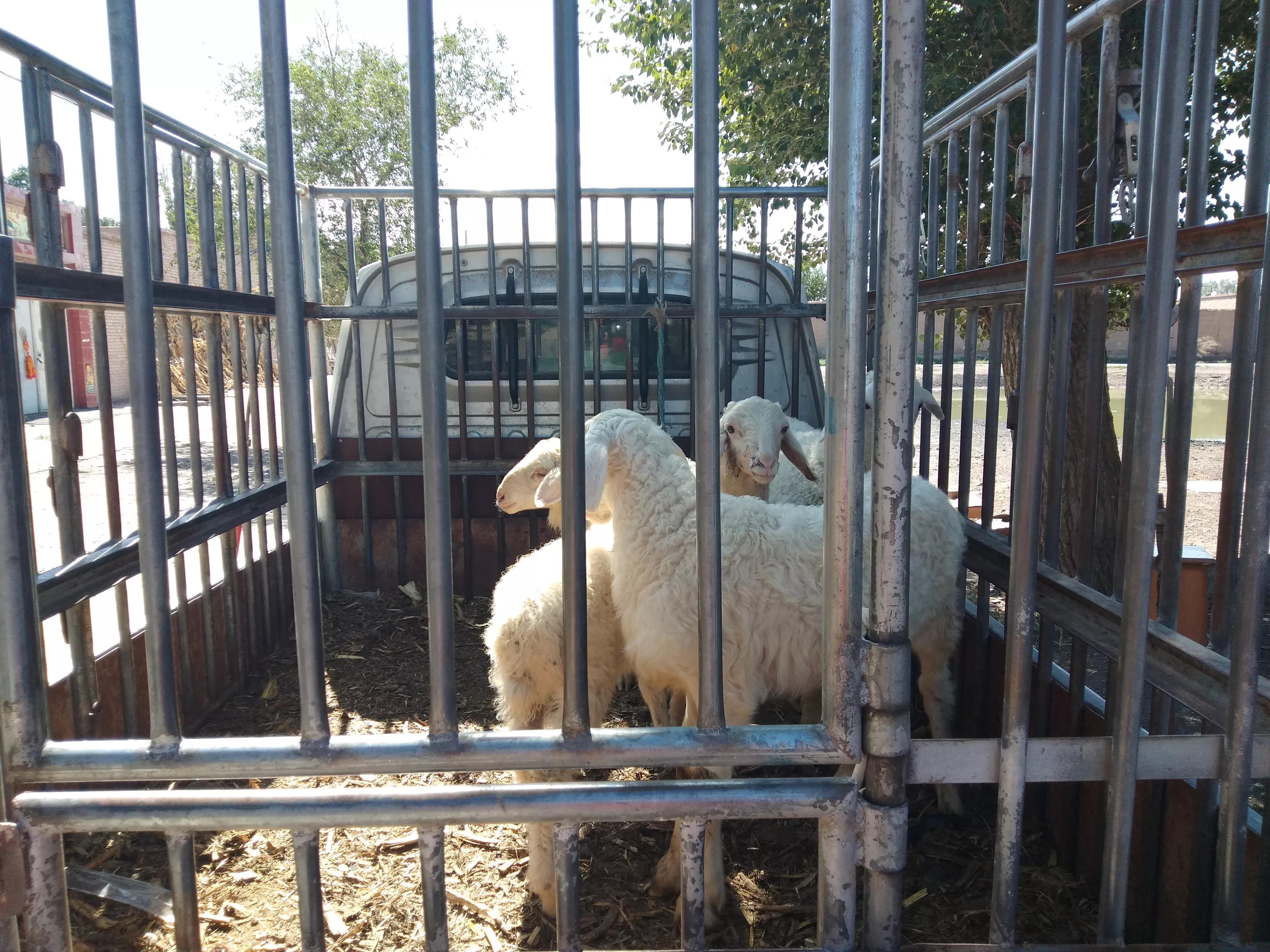 养羊的现实状况,养羊十大陷阱事件