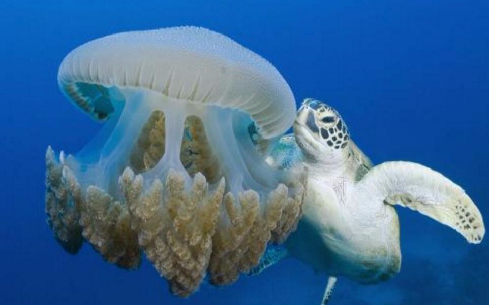 猫舌头上的倒刺和老虎的倒刺,老虎舌头的倒刺会伤到自己吗