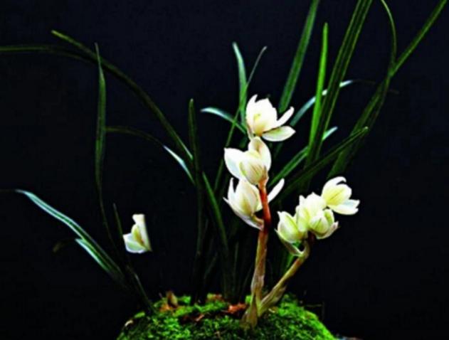 不起眼的花草价值超大,不起眼却很珍贵的花