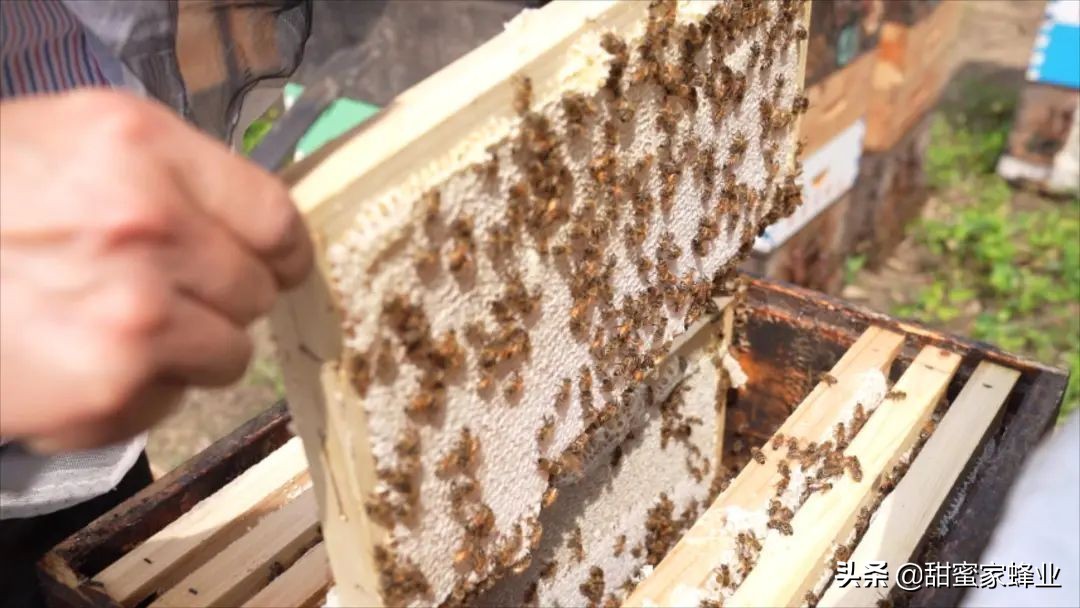 土蜂蜜里面有好多小蜜蜂怎么喝,让养蜂人哭笑不得的蜂蜜做法
