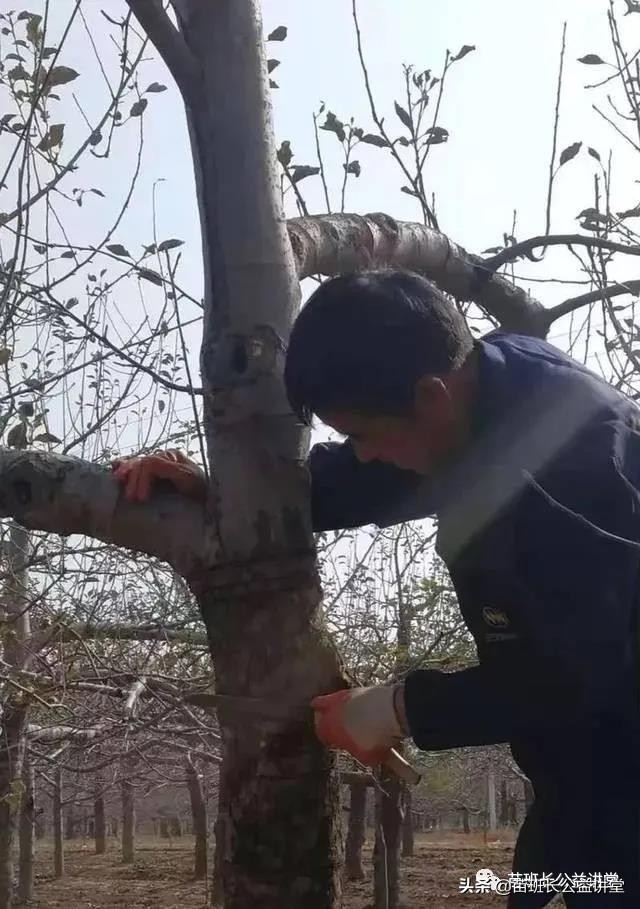 园林树木冻害的调查,苗木冻害是怎么回事