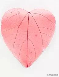 动手做一枚“叶脉书签”吧，好看又实用！【春节宅家手工】