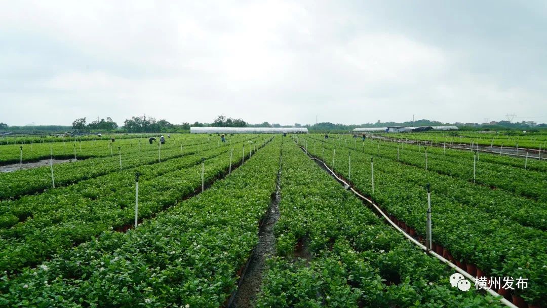 横州市:茉莉花盆栽热销全国香飘万里