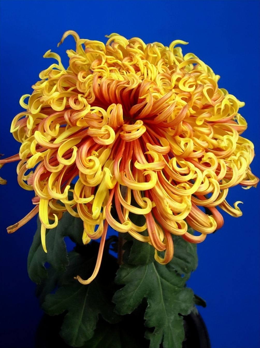 菊花丧葬,丧葬用的菊花是哪种