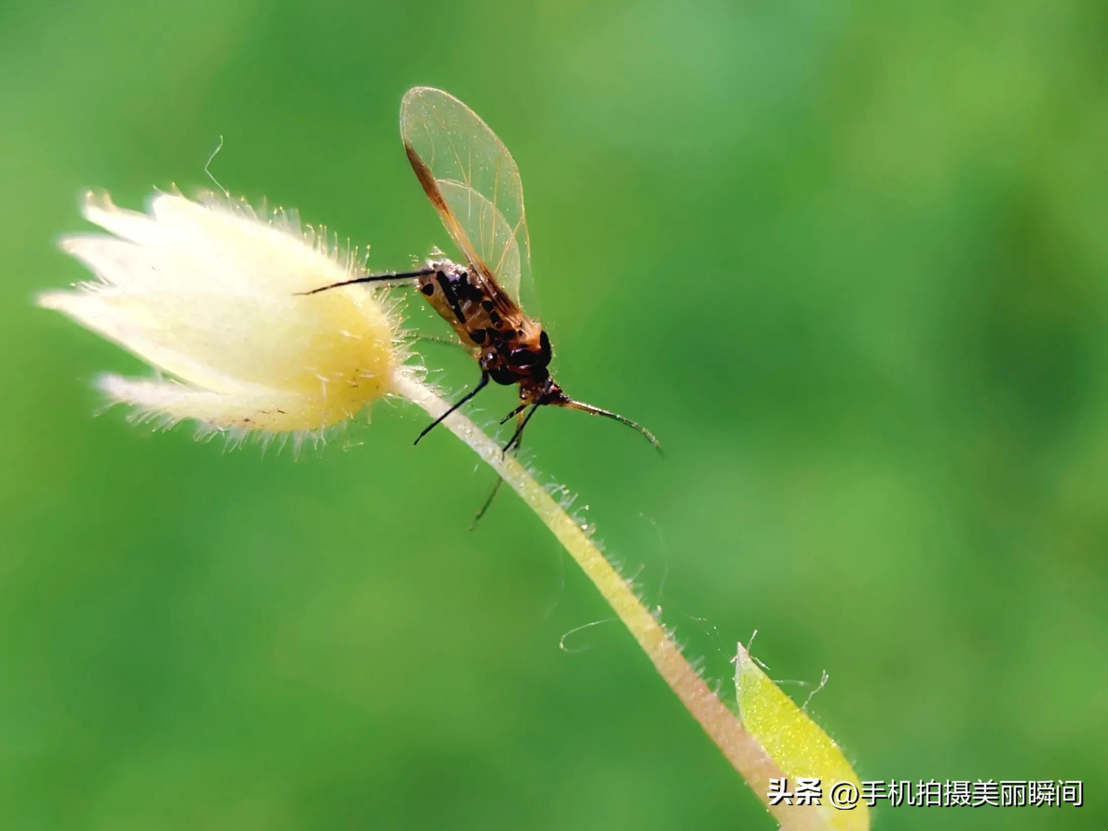 手机拍摄背景模糊技巧,手机摄影技巧之三种拍摄角度