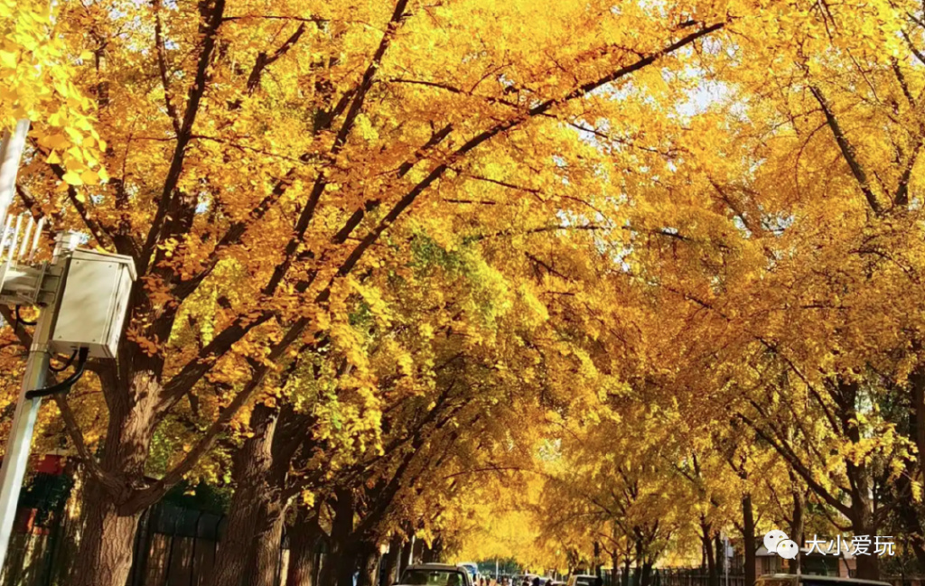 银杏最美的地方,金秋十月最美的银杏