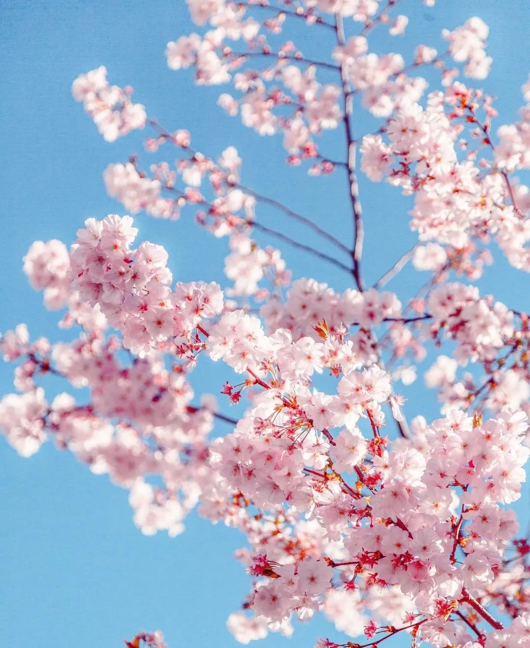 成都周边赏花烧烤一日游推荐免费,成都赏樱花露营