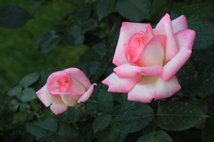 一个女人到底爱不爱你怎么看出来,女人爱你真实表现