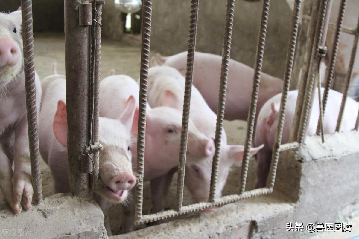 猪便秘不吃食最佳方法,猪便秘几天不吃料是怎么回事