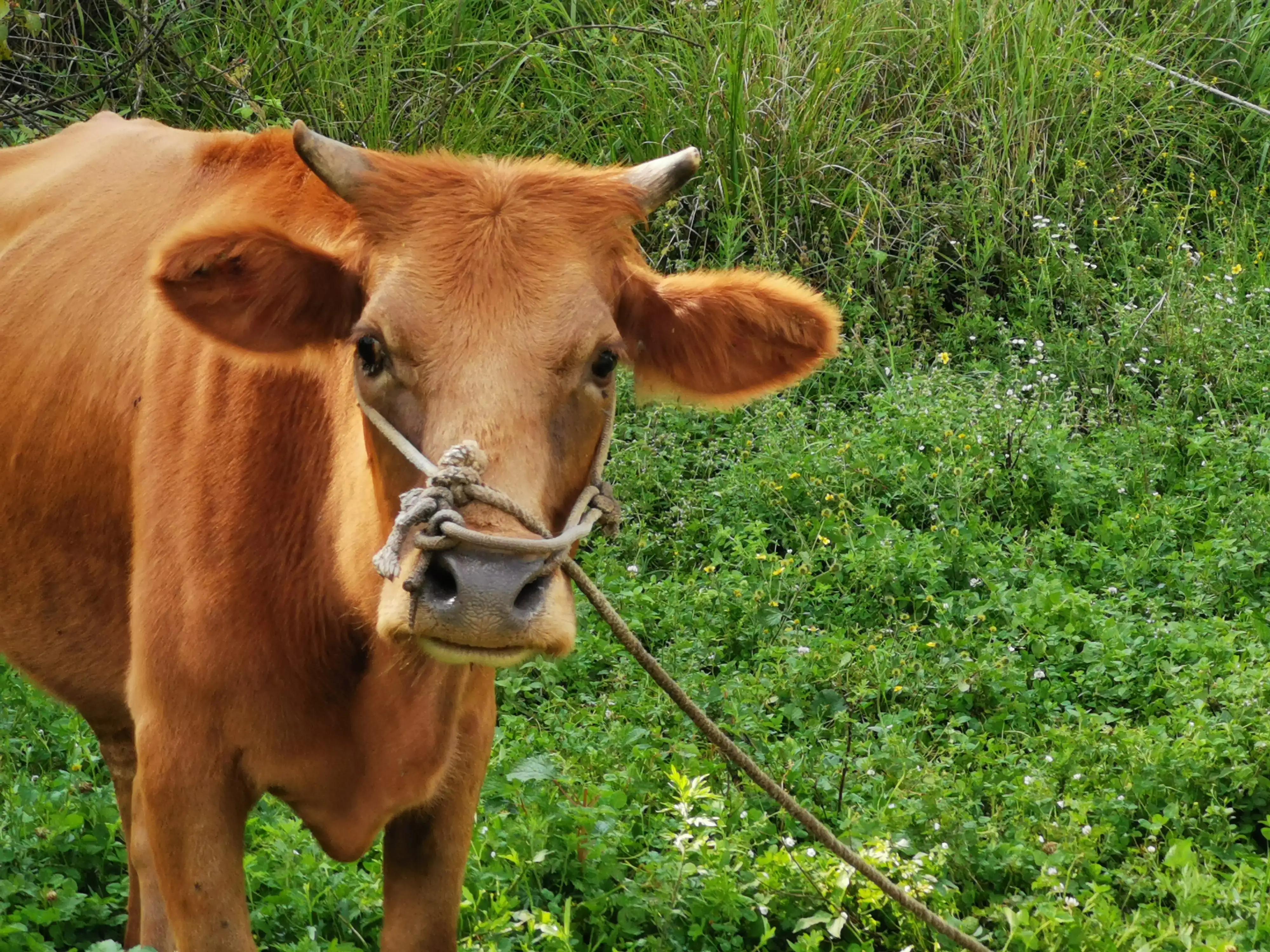 桐梓楚米避暑海拔高的地方,贵州桐梓楚米避暑哪家好