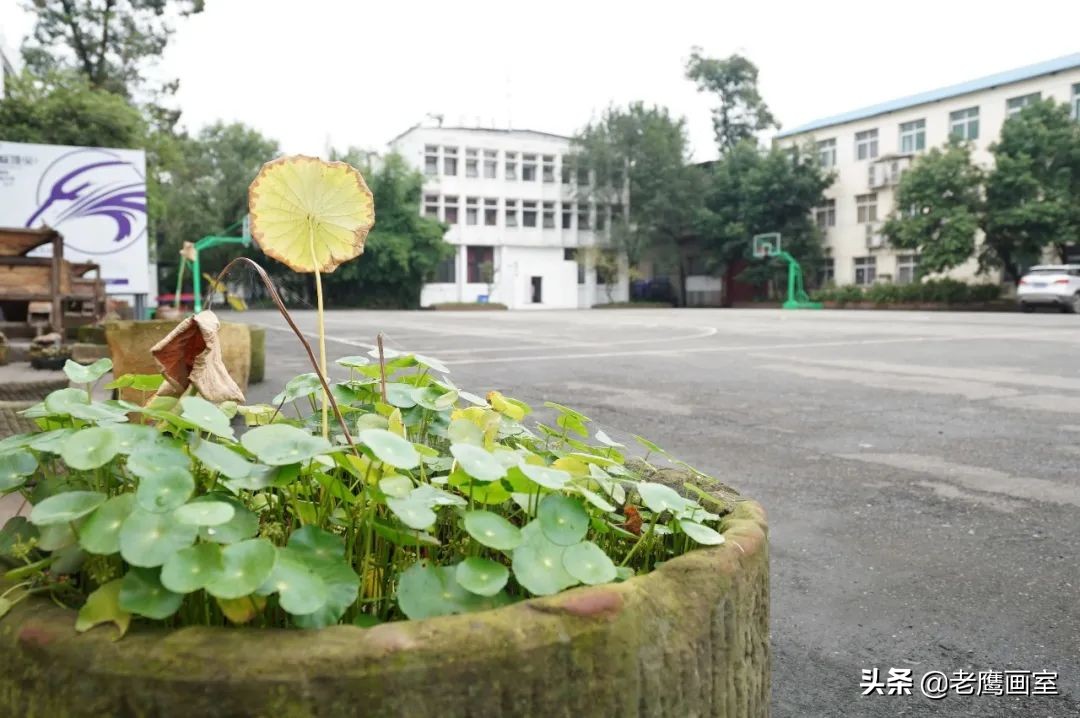 老鹰画室精品班和进阶班,成都老鹰画室和成都艺考画室