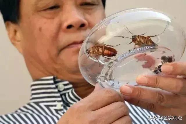 中国蟑螂工厂,中国大型蟑螂工厂