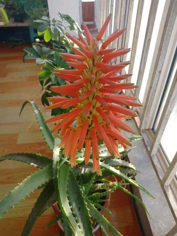 越养越吉利的三种花有哪些,家里养的吉利花有哪些