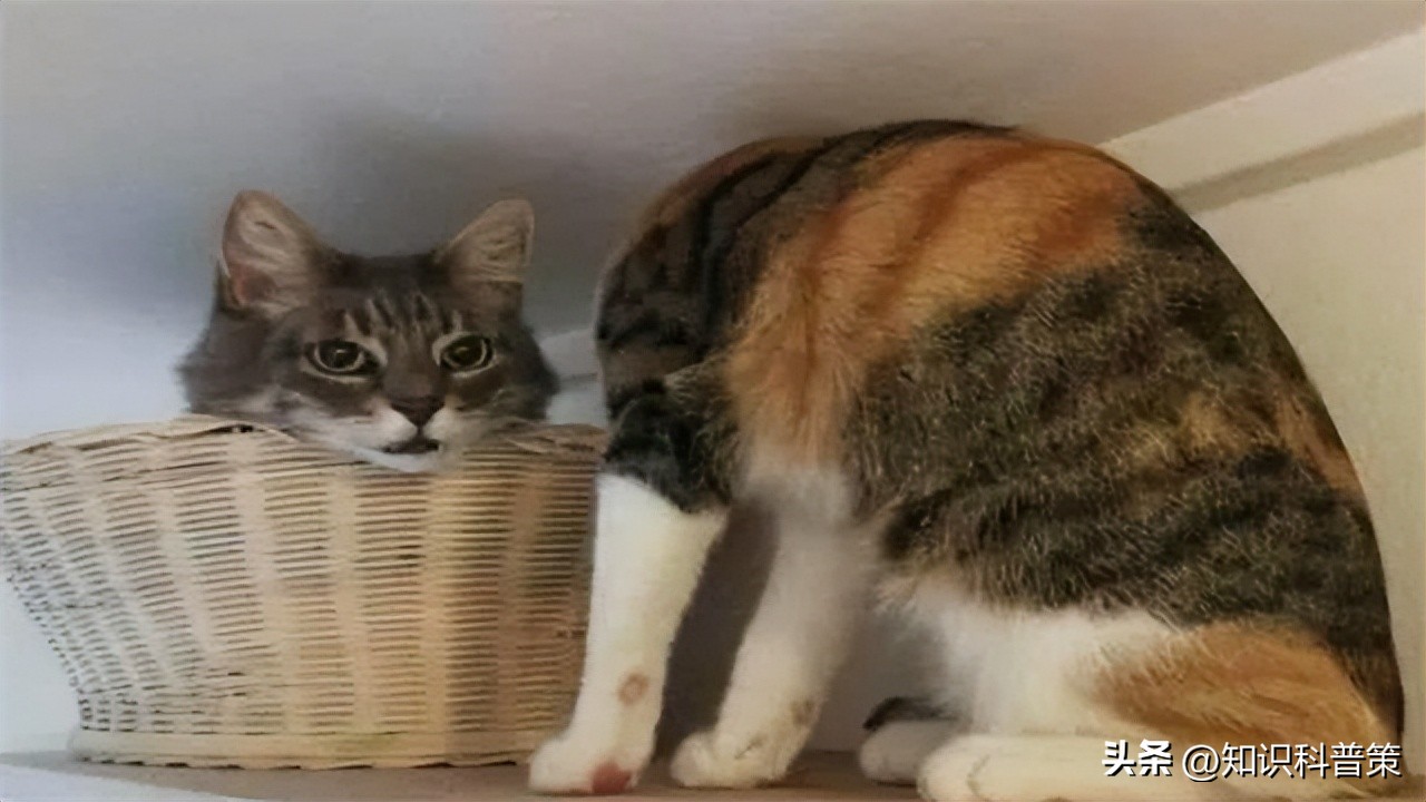 20张你必须要看的古怪老照片,20张照片看哭了你有勇气看完吗