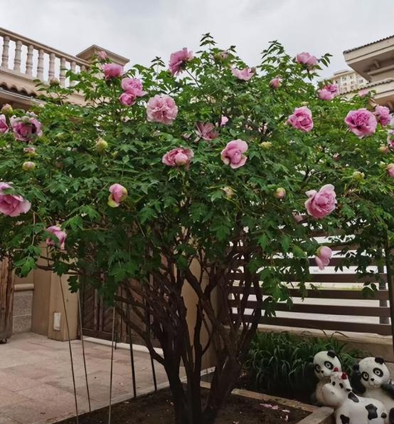 庭院的大门前种什么花树比较好,适合庭院的低矮四季常青的花树