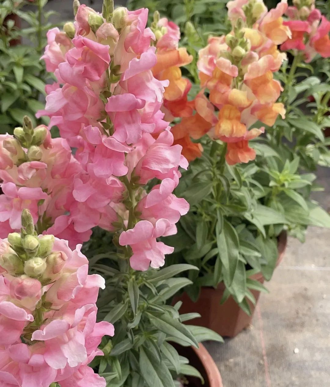 3种花是懒人养花首选,人养花花养人的含义