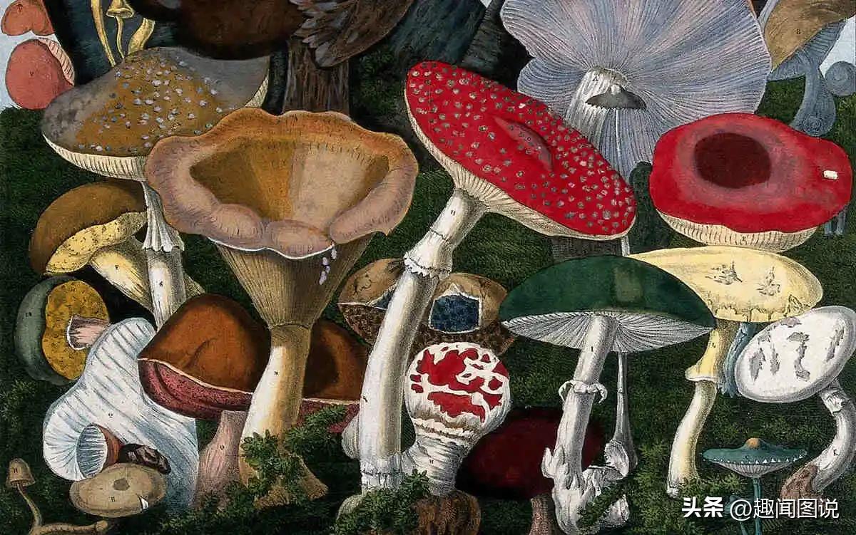 风靡美国的柠檬杯胸罩，印度*队军**的大象战机，36张图看世界