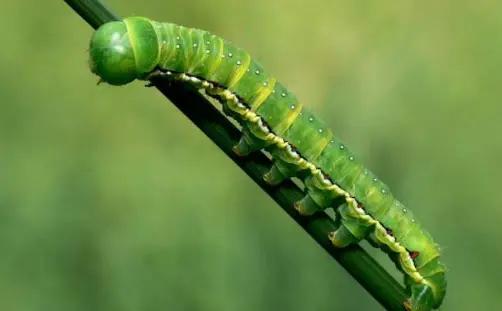 夏天时节，农村的“毛毛虫”真惹不起，被蜇后解药就在它身上