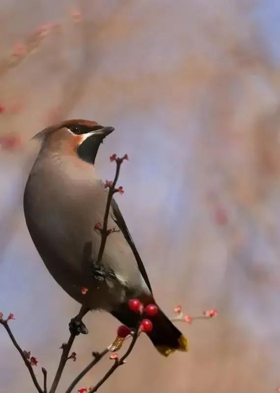 太平鸟图片素材,太平鸟图片大鸟