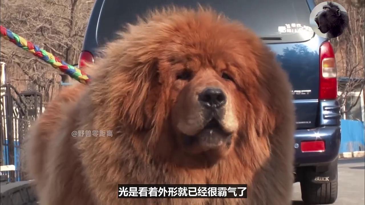 全网最聪明的狗狗2000万不卖,一只狗只值6000