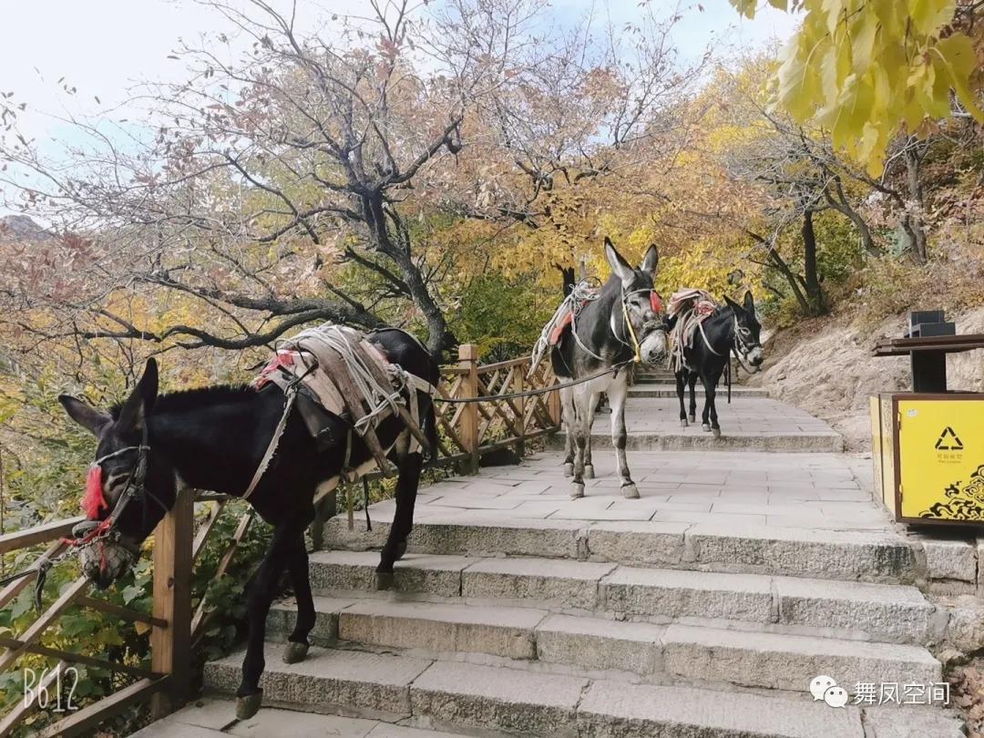 锦州青岩寺歪脖老母旁边的树,青岩寺歪脖老母在锦州哪里