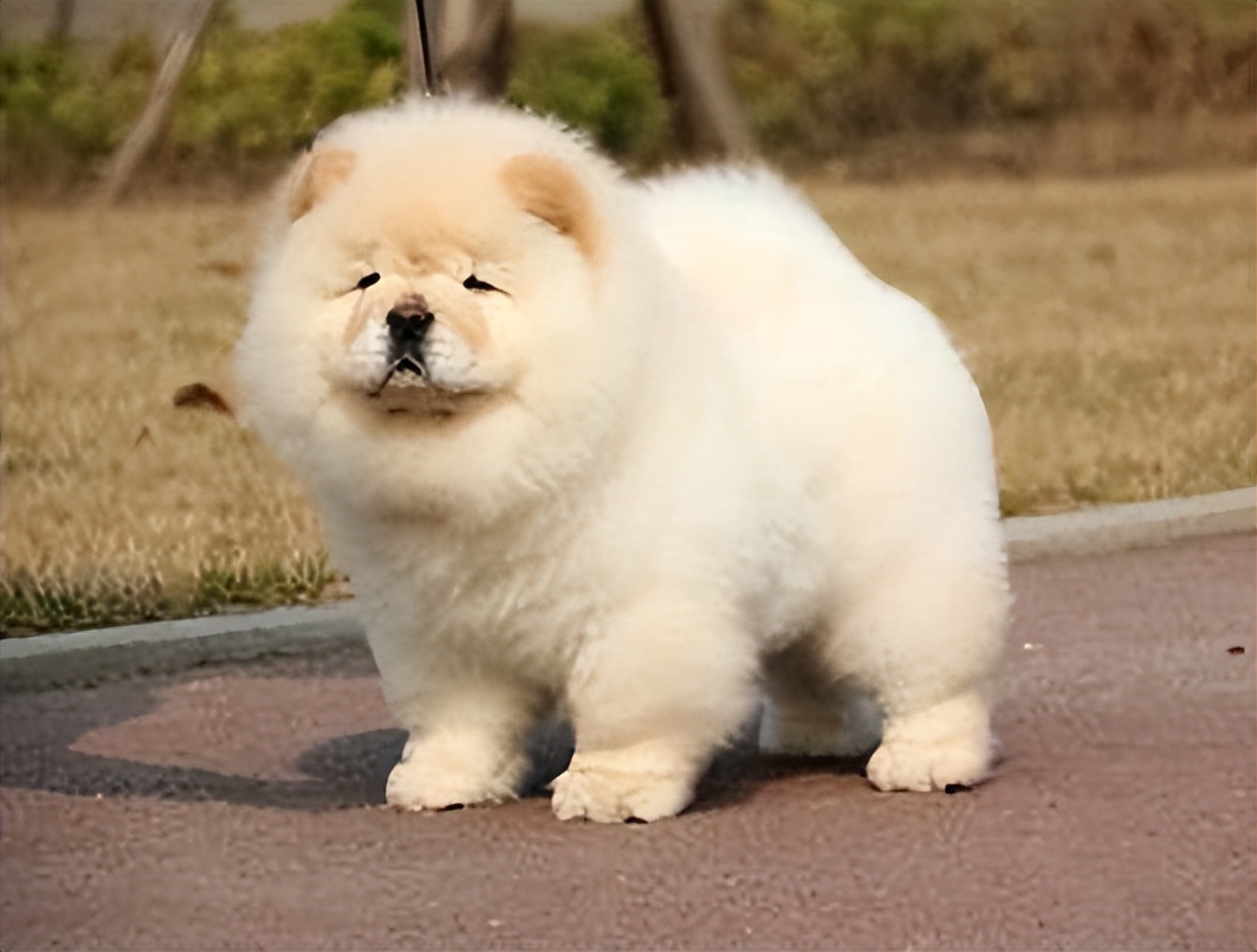 松狮犬白送都不养，太难“驾驭”了