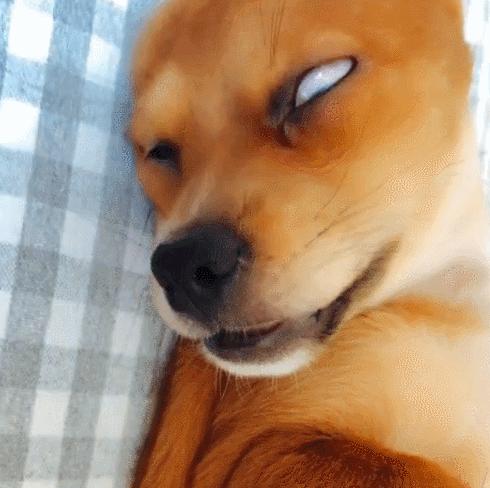 狗狗睡觉姿势说明了什么,狗狗睡觉冷了会有什么表现