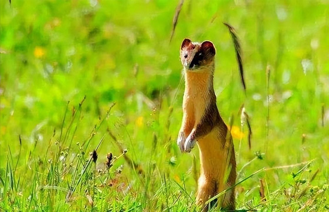 黄鼠狼进家意味着什么,黄鼠狼闯进家门什么预兆