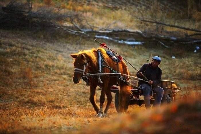 山西老农砍柴发现藏金洞,山西老汉发现山洞洞里藏金砖