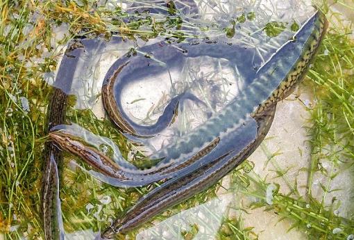 十大常见的小河鱼,农村河里常见的十种小野鱼