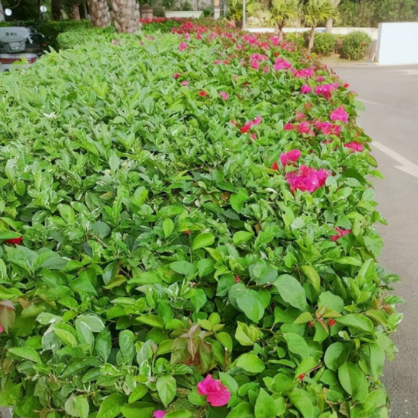 远洋物业的真实感受,远洋物业在国内属于什么水平