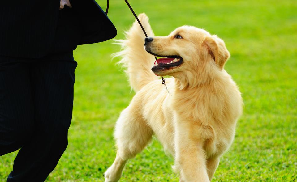 金毛幼犬买狗粮怎么选品种,金毛犬舍金毛出售