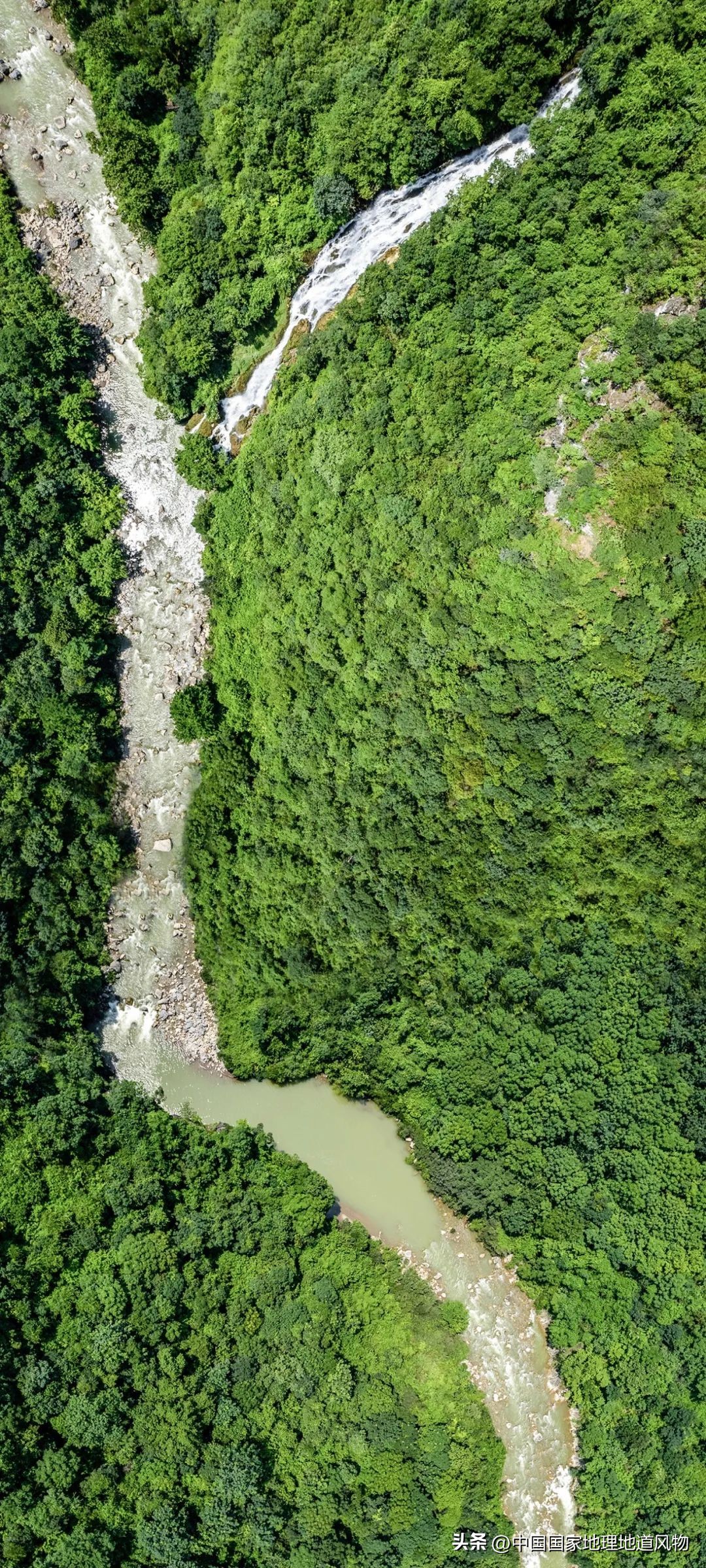茅台酒的味道是香精调出来的吗,茅台酒的酱香是什么酱