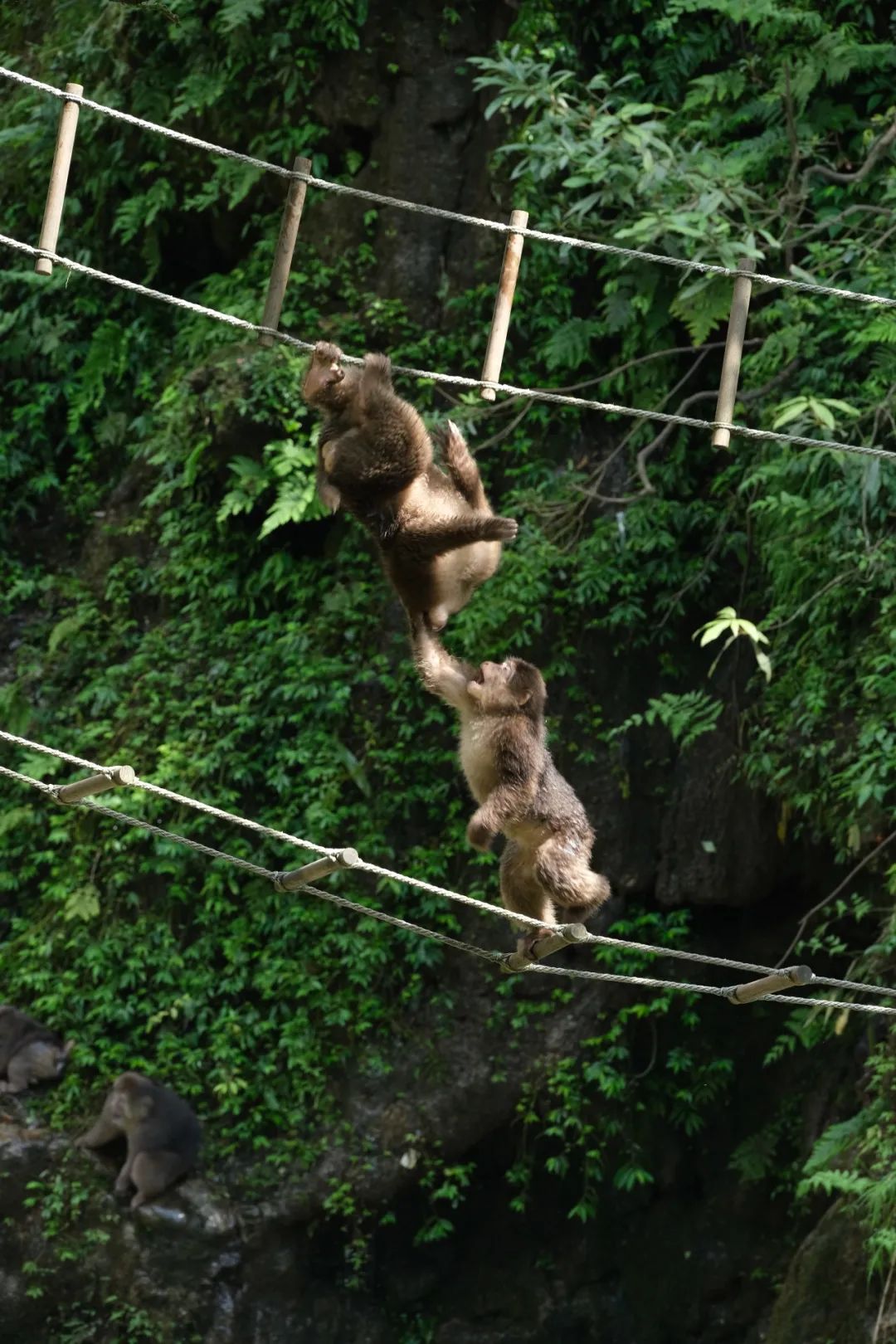 不上峨眉山自驾一日游最佳攻略,峨眉山全程不用步行攻略