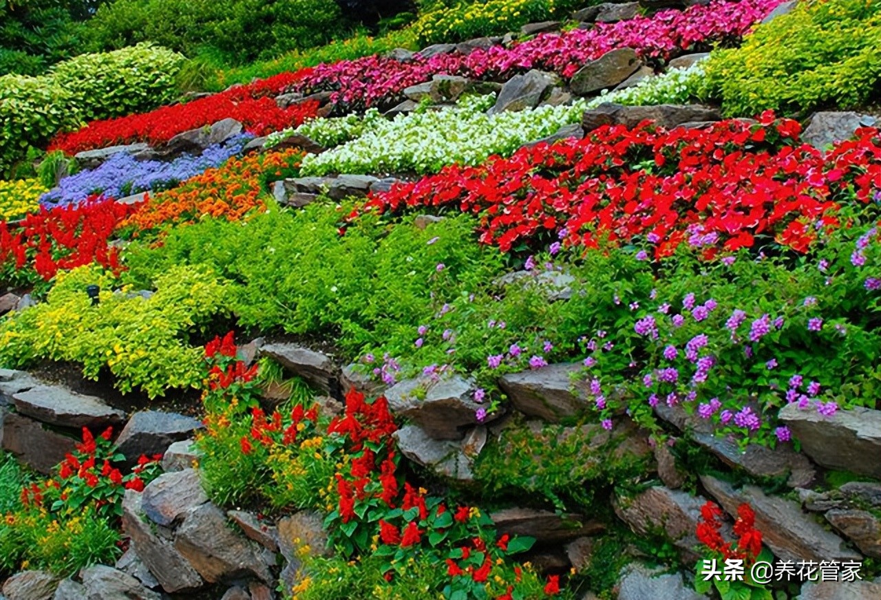 鍥灄鏅妞嶇墿閰嶇疆,鍥灄鏅妞嶇墿閰嶇疆鍥捐В