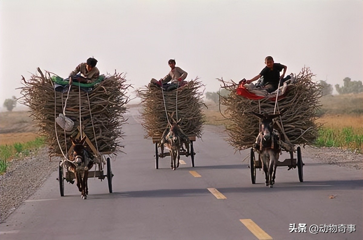 懒马吃得比驴好，气得驴不吃不喝不干活，姥爷一拍桌子：看我的