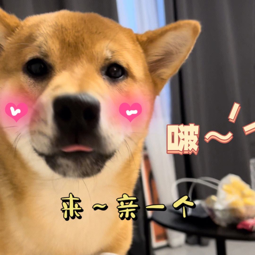 盘点小八嘎柴犬的所有瞬间,被铲屎官坑惨了的柴犬