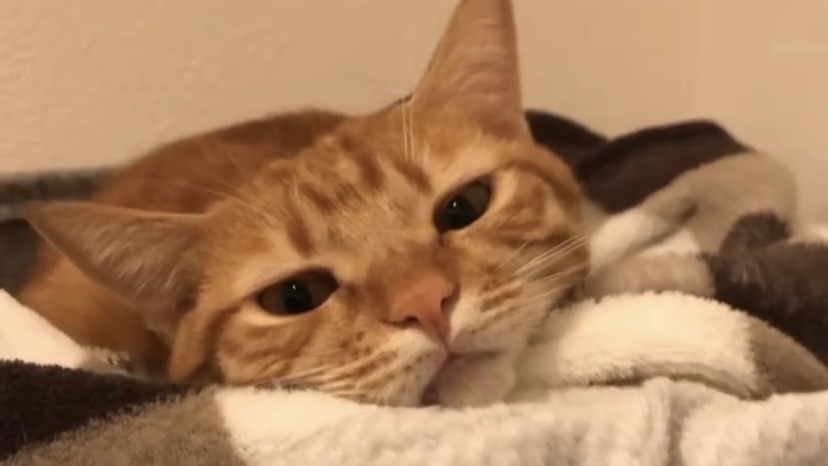 猫咪软便平民治疗方法,猫咪换粮软便要持续多久才能适应