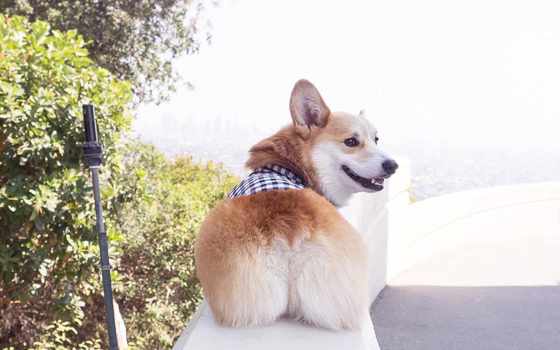 柯基的优点,柯基有几大优点