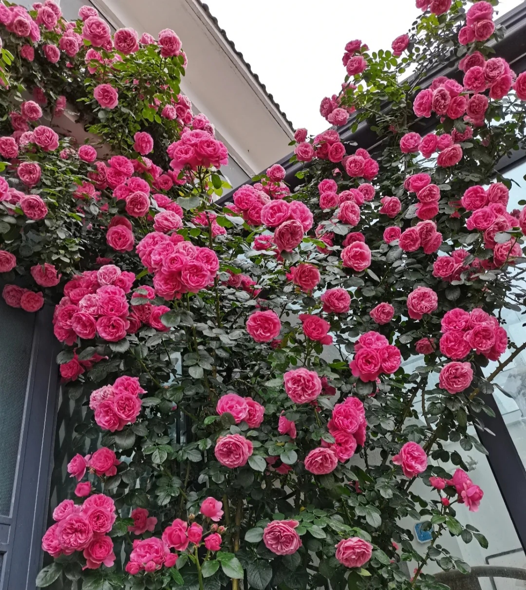 光照不足也能猛开花的藤本月季,抗病好养勤花的藤本月季品种