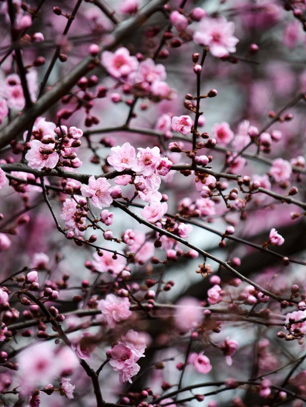 花开正好采撷春天赠予你