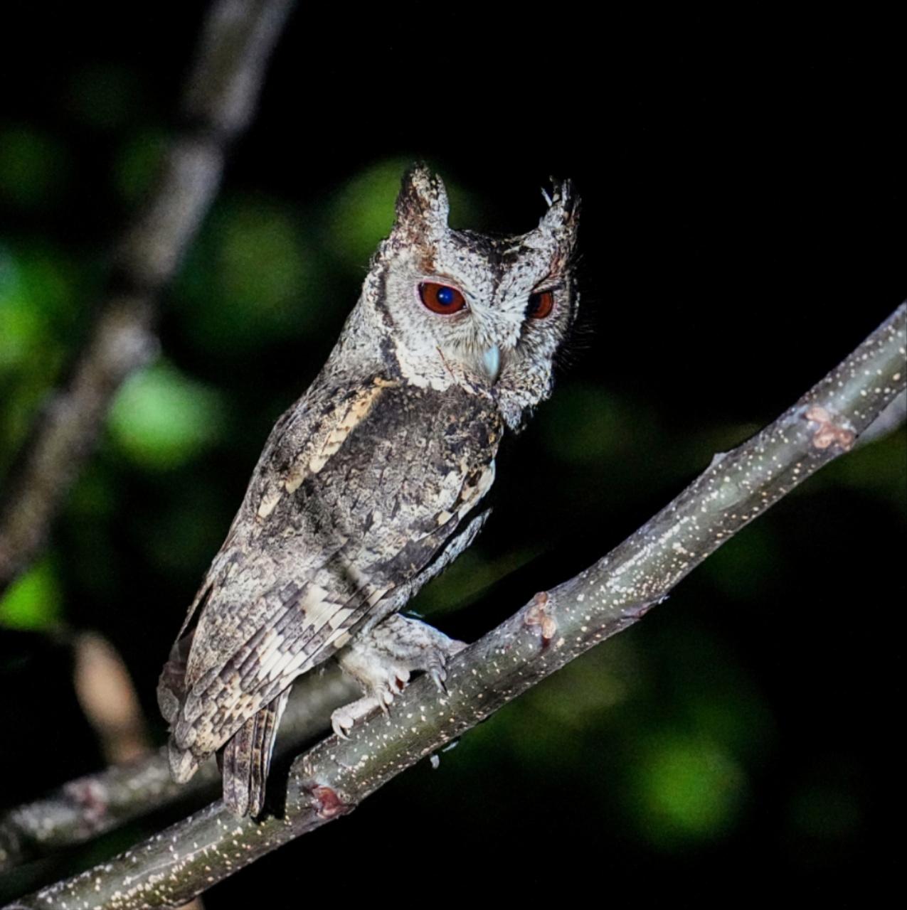 海南观鸟随记5霸王岭儋州湾勺嘴鹬领角鸮仓鸮