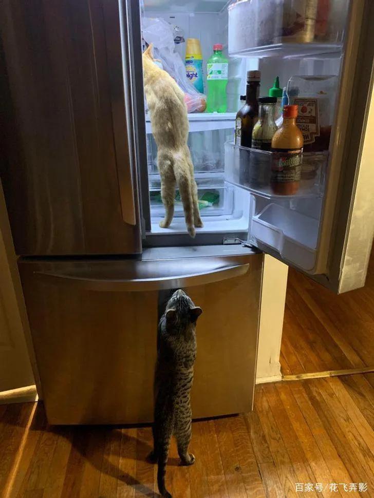 猫咪如何驯服另一只猫,猫咪要怎么驯服