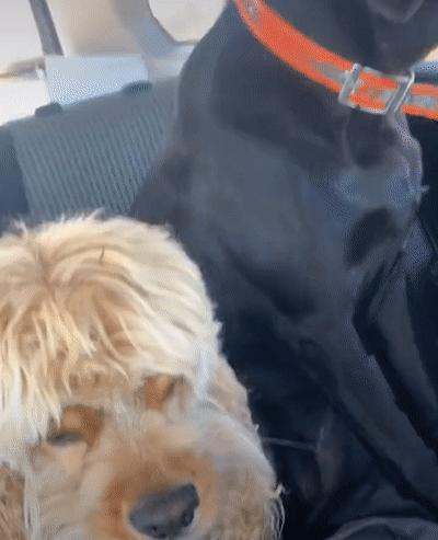 捡来的小橘把狗当妈妈,开始逐渐狗化,一起拆家、听指令、游泳…