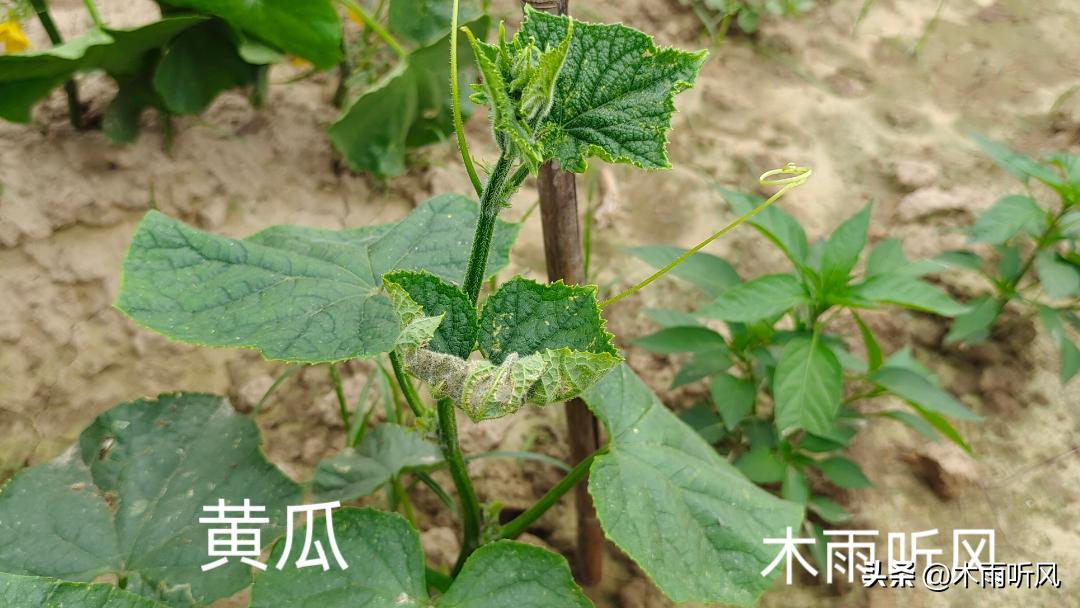 黄瓜只开花长藤不结果是怎么回事,黄瓜为什么不开花就结果了