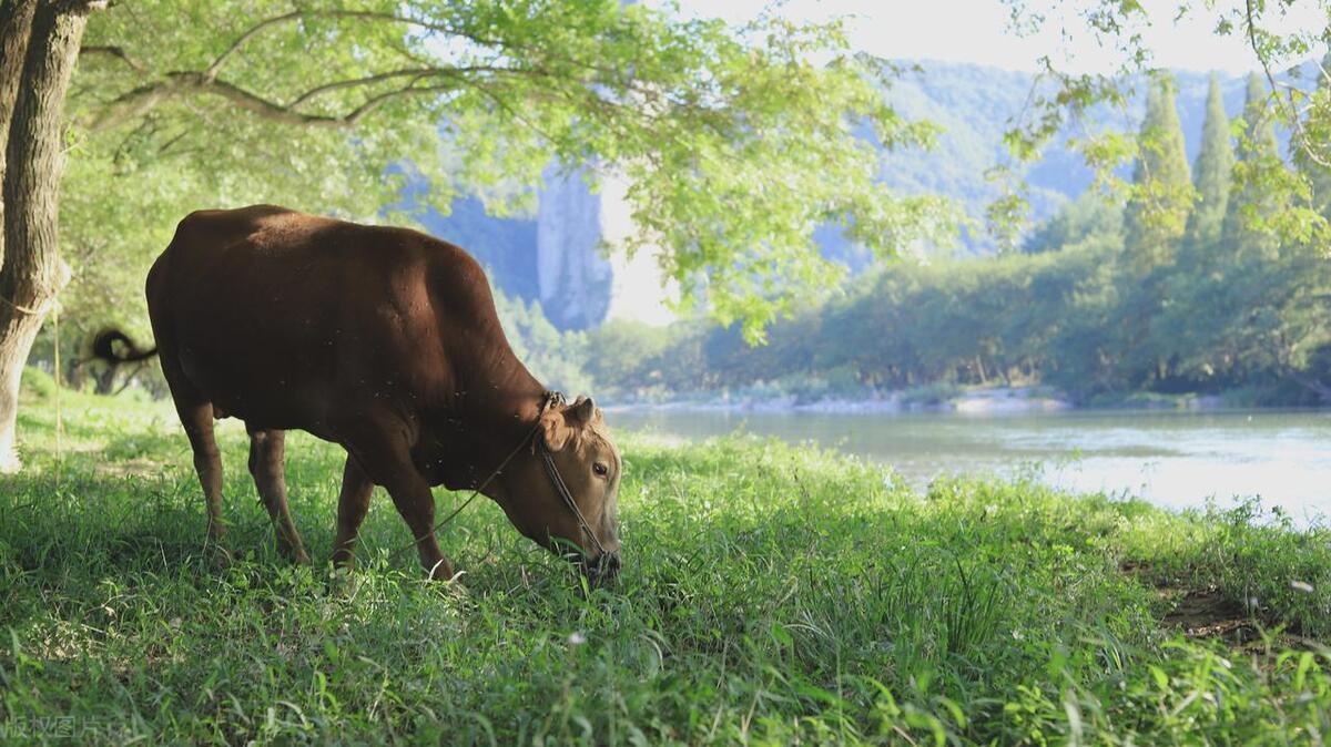 母牛自然受孕的过程,母牛受孕的过程