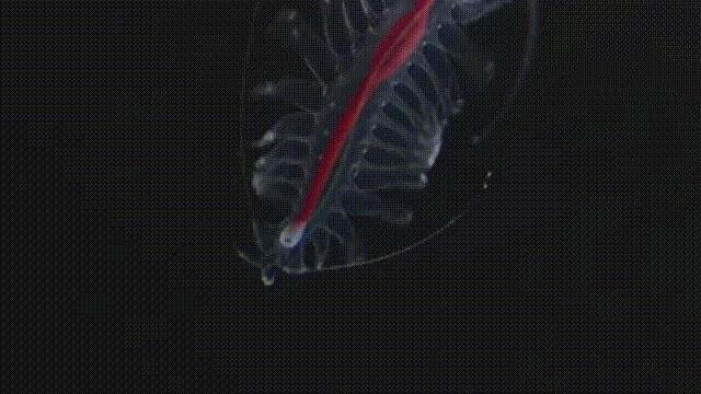 潜入深海寻找宝藏,潜入海底最深处你会发现什么