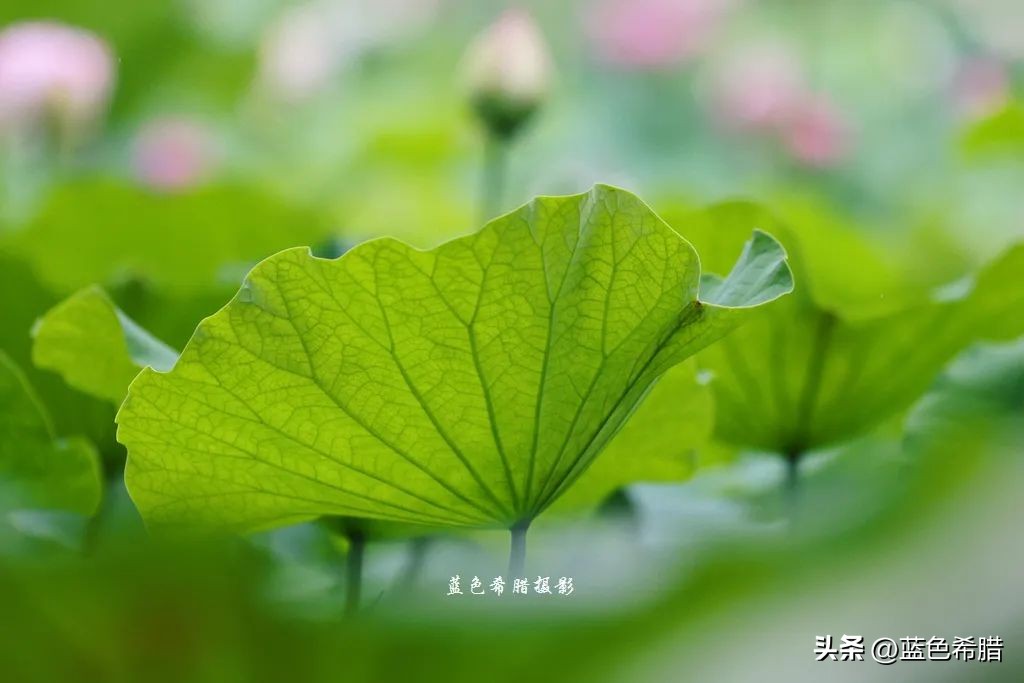 绚烂夏花，夏日物语，或热烈、或温婉，让这个夏天有了色彩和香气